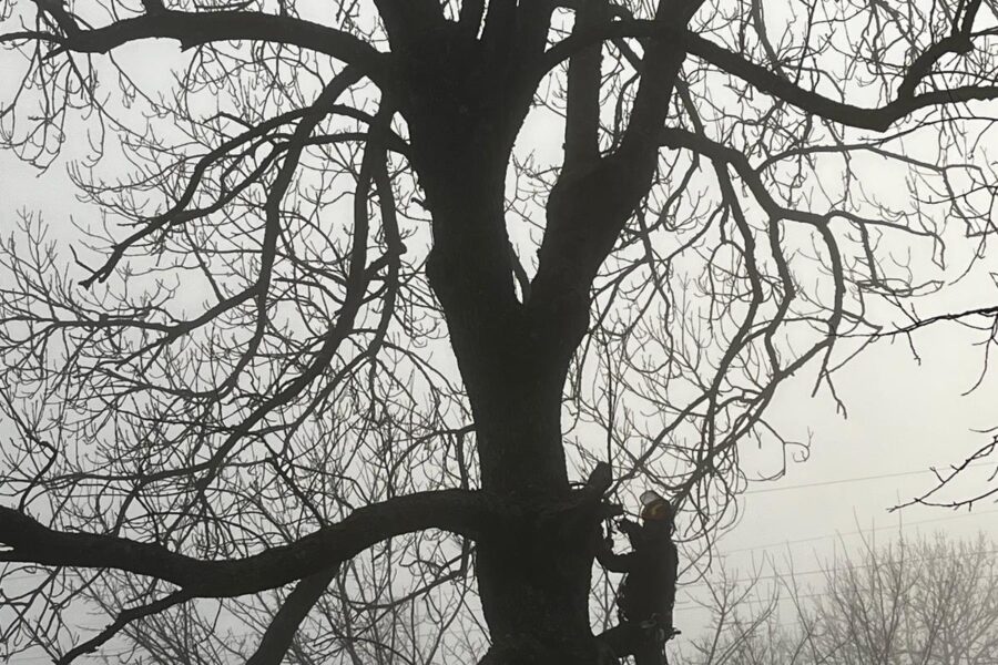 Talas y podas en Cantabria