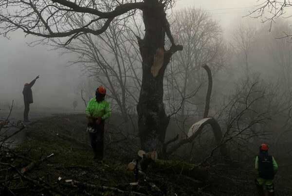 arboricultura cantabria