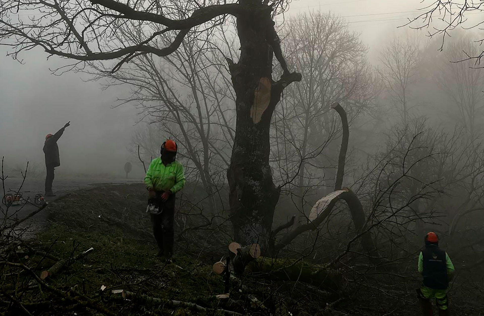 arboricultura cantabria